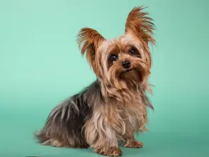 Why did the Yorkie make a bad watchdog?