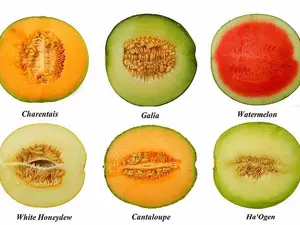 Why didn't the melons get married?