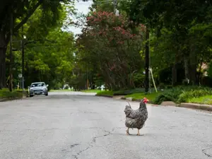 Why didn't the chicken cross the road?