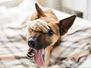 Why didn't the dog speak to his foot?