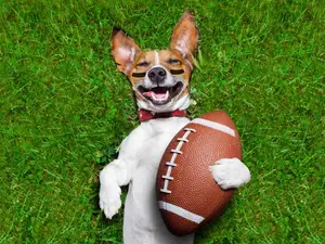Why didn't the dog want to play football?