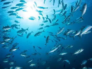 Why didn't the fish go on summer vacation?