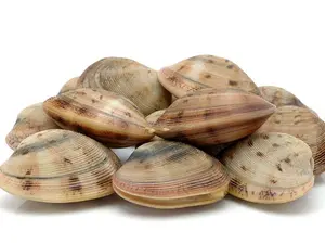 Why do all ocean animals get along with mollusks?