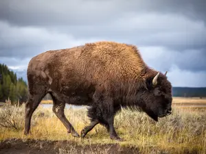 Why do bison love to spread gossip?