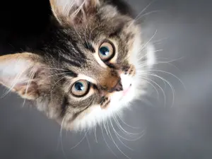 Why do cats always get what they want?