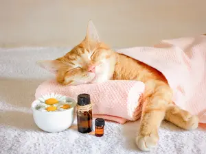 Why do cats give such great massages?