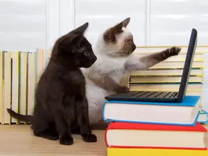 Why do cats love to work?
