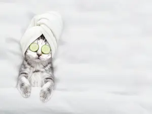Why do cats visit the masseuse so often?