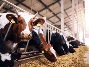 Why do cows always skip gym class?