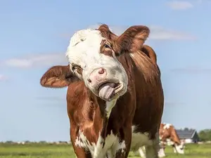 Why do cows like being told jokes?