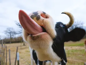 Why do cows make great bakers?