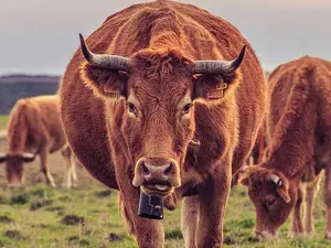 Why do cows wear bells?