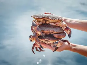 Why do crabs never give to charity?