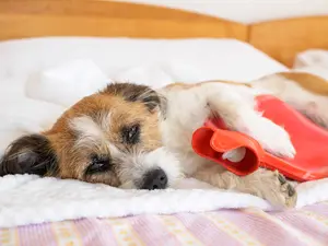 Why do dogs always have stomach aches?