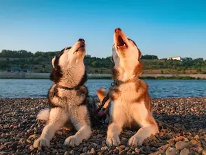 Why do dogs howl at the moon?