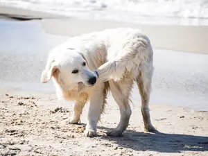 Why do dogs run in circles?