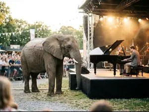 Why do elephants grin at piano concerts?