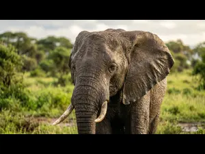 Why do elephants have so many wrinkles?