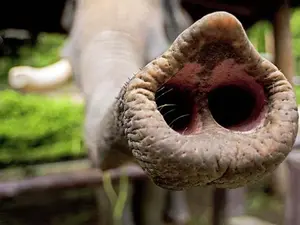 Why do elephants have trunks?