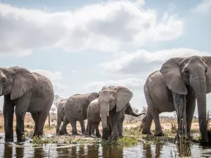 Why do elephants laugh anytime someone plays the piano?