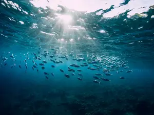 Why do fish live in salt water?