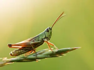 Why do grasshoppers not go to many football games?