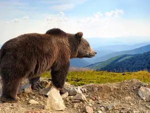 Why do grizzlies make good baseball players?