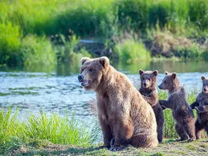 Why do grizzly bear families always bring sunscreen to the beach?