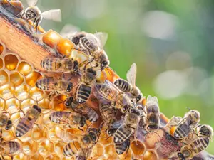 Why do honey bee children always follow instructions?