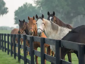 Why do horses make such good debt collectors?