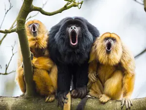 Why do howler monkey parents never get any sleep?