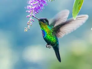 Why do hummingbirds hum instead of singing along to music?