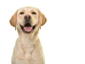 Why do Labradors always have so much energy?