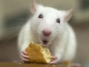 Why do mice need oiling?