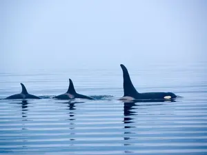 Why do orcas love to gossip?