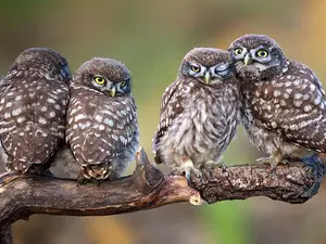 Why do owls make lousy reporters?