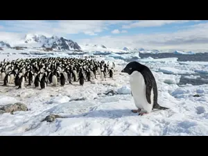 Why do penguins feel shy at parties?