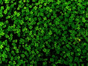 Why do people wear shamrocks on St. Patrick's Day?