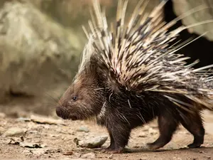 Why do porcupines always win the game?