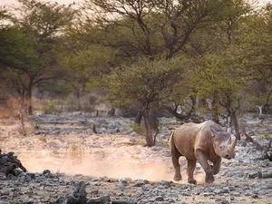 Why do rhinos charge?
