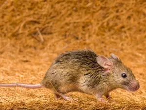 Why do rodents make the best runners?