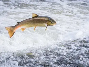 Why do salmon make such great detectives?