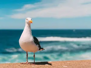 Why do seagulls fly over the sea?