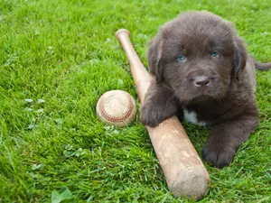 Why do so many dogs join baseball teams?