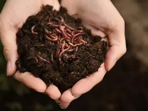 Why do worms taste like chewing gum?