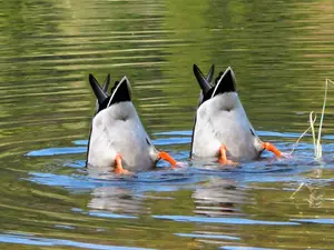 Why does a duck have tail feathers?