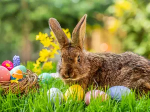 Why does the Easter Bunny have such a nice complexion?