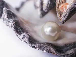 Why don't oysters share their pearls?