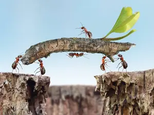 Why don't ants get sick?