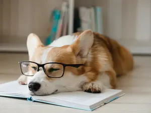 Why don't dogs ever finish their homework?